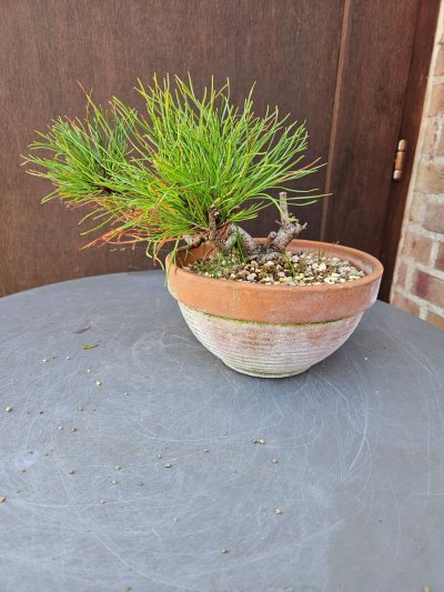 Pin sylvestre