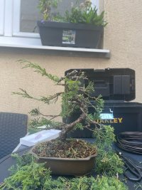 Beschneiden - 25.07.25 - Photo 1/4