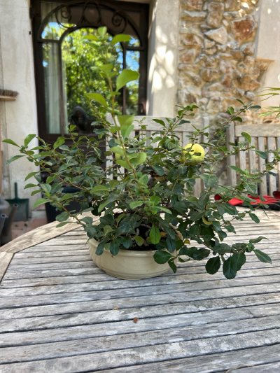Chaenomeles n1