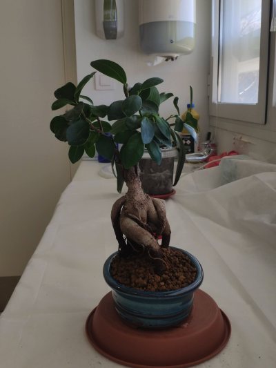 Ficus Ana B.