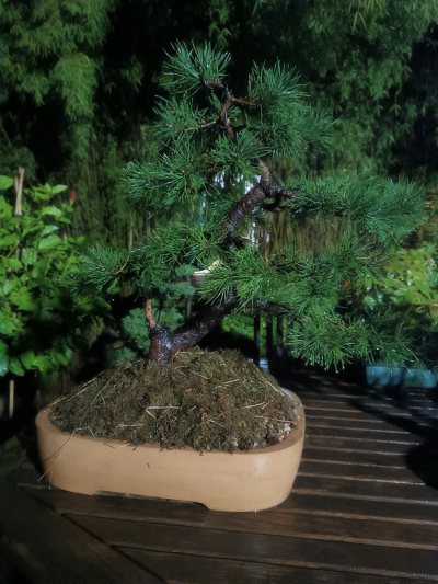 Pinus sylvestris 029