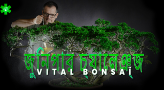 জুনিপেরাস চ্যালেঞ্জ Vital Bonsaï-এর সাথে