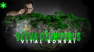 Výzva Juniperus s Vital Bonsaï