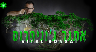 אתגר הערער עם Vital Bonsaï