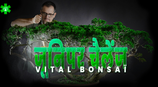 जुनिपेरस चैलेंज विथ Vital Bonsaï