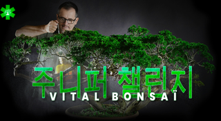 주니페루스 챌린지 with Vital Bonsaï