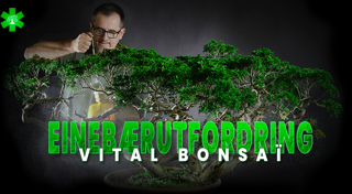 Juniperus-utfordring med Vital Bonsaï