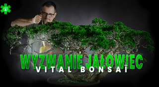 Wyzwanie Juniperus z Vital Bonsaï
