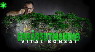 Juniperus-utmaning med Vital Bonsaï