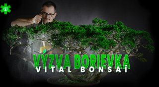 Výzva Juniperus s Vital Bonsaï