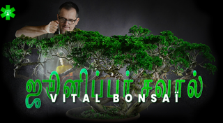 Juniperus சவால் Vital Bonsaï உடன்