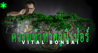 การท้าทาย Juniperus กับ Vital Bonsaï