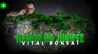 Hamon ng Juniperus kasama ang Vital Bonsaï