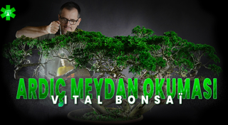 Juniperus Meydan Okuması Vital Bonsaï ile