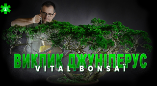 Виклик ялівцю з Vital Bonsaï