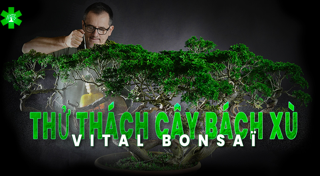 Thử thách Juniperus với Vital Bonsaï