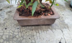 ficos nerifolia 