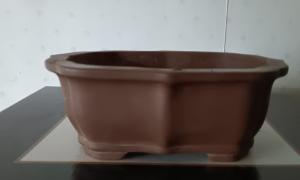 Pot pour conifère lotus