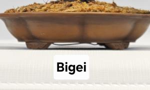 BIGEI