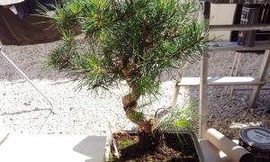Pinus
