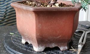 Cascade brut 11 cm