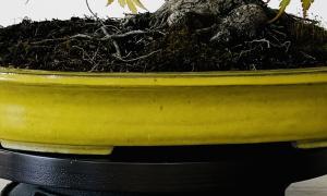 Jaune