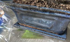 Pot
