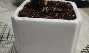 POT.CR03.