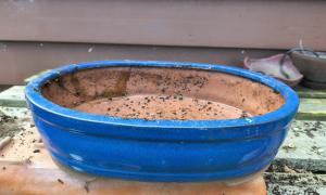 Blue Oval Crack