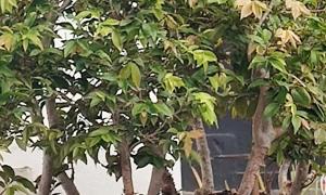 Jabuticaba 