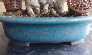 Pot oval - shohin 1