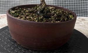 Rond marron 