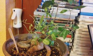 Ficus microcarpa 