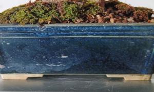 Shohin : pot émaillé bleu