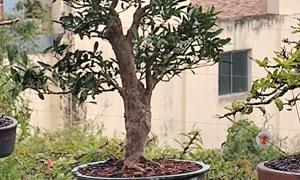 Cerejeira 