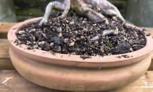 Terracotta Oval