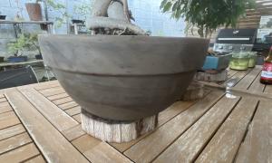 Pot ficus