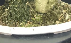 Plat beige 1