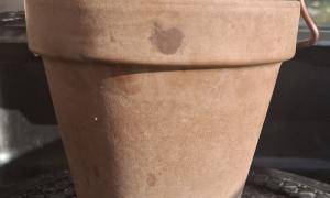 Pot de culture 15 (2)